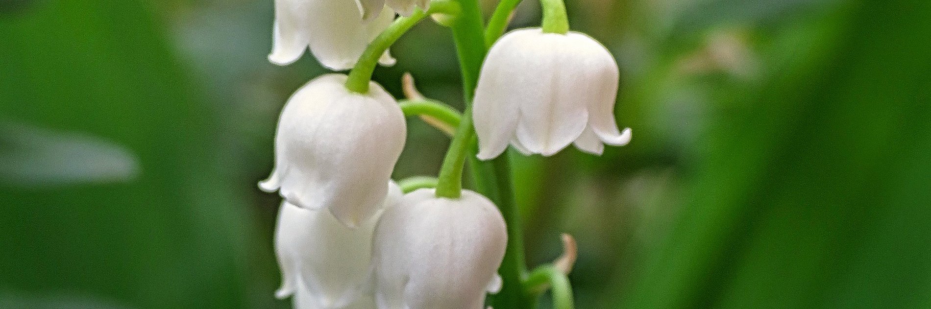 Blühendes Maiglöckchen